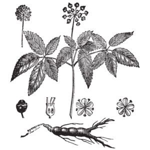 American Ginseng for Heart Health Image